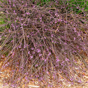 Verbena officinalis Bampton - Verveine officinale Bampton - Verveine