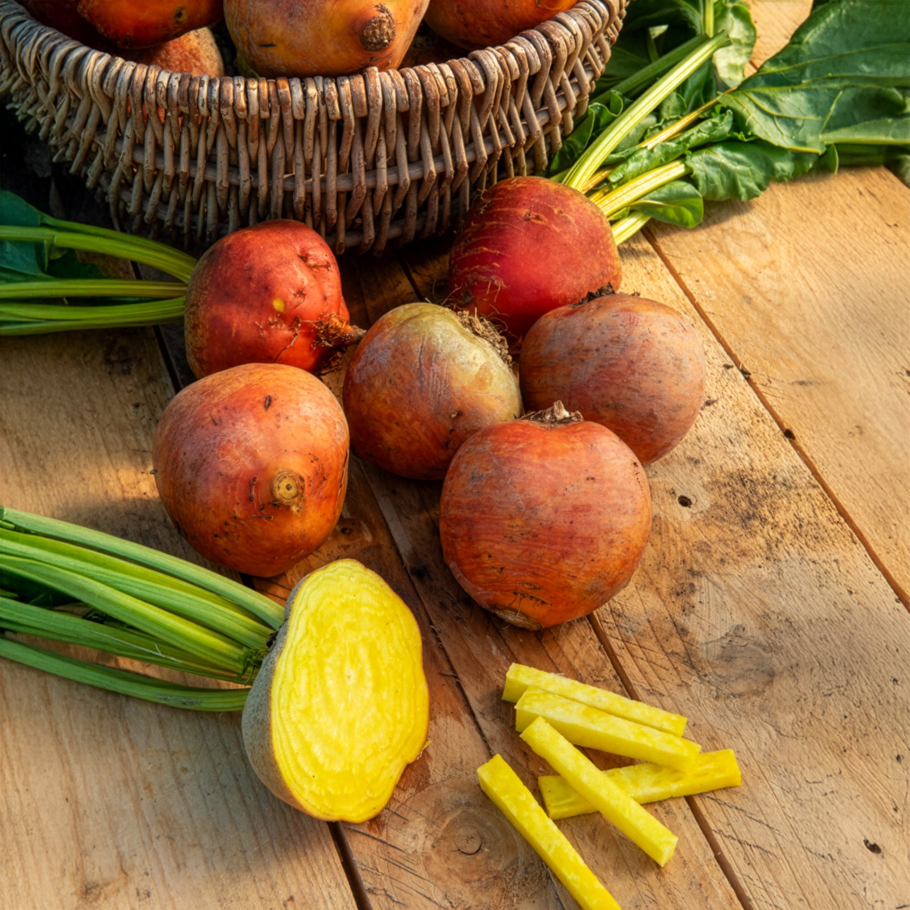 Beta vulgaris Burpees Golden - Betterave jaune Burpees Golden - Betteraves