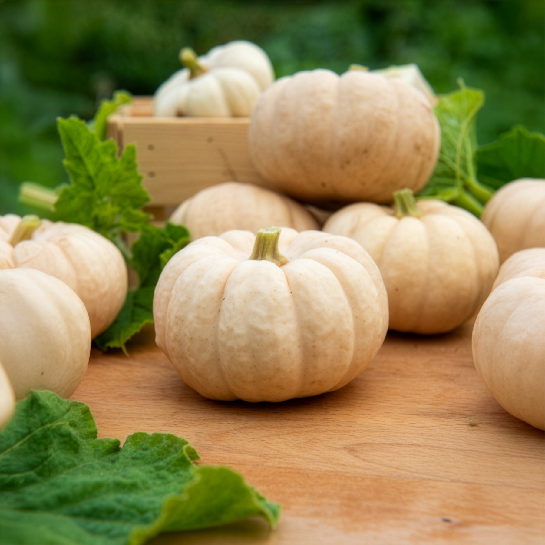 Cucurbita pepo Baby Boo - Courge Baby Boo - Courges
