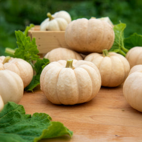 Cucurbita pepo Baby Boo - Courge Baby Boo - Courges