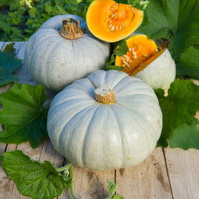 Cucurbita maxima Bleu de Hongrie - Potiron bleu de Hongrie - Potirons potimarron