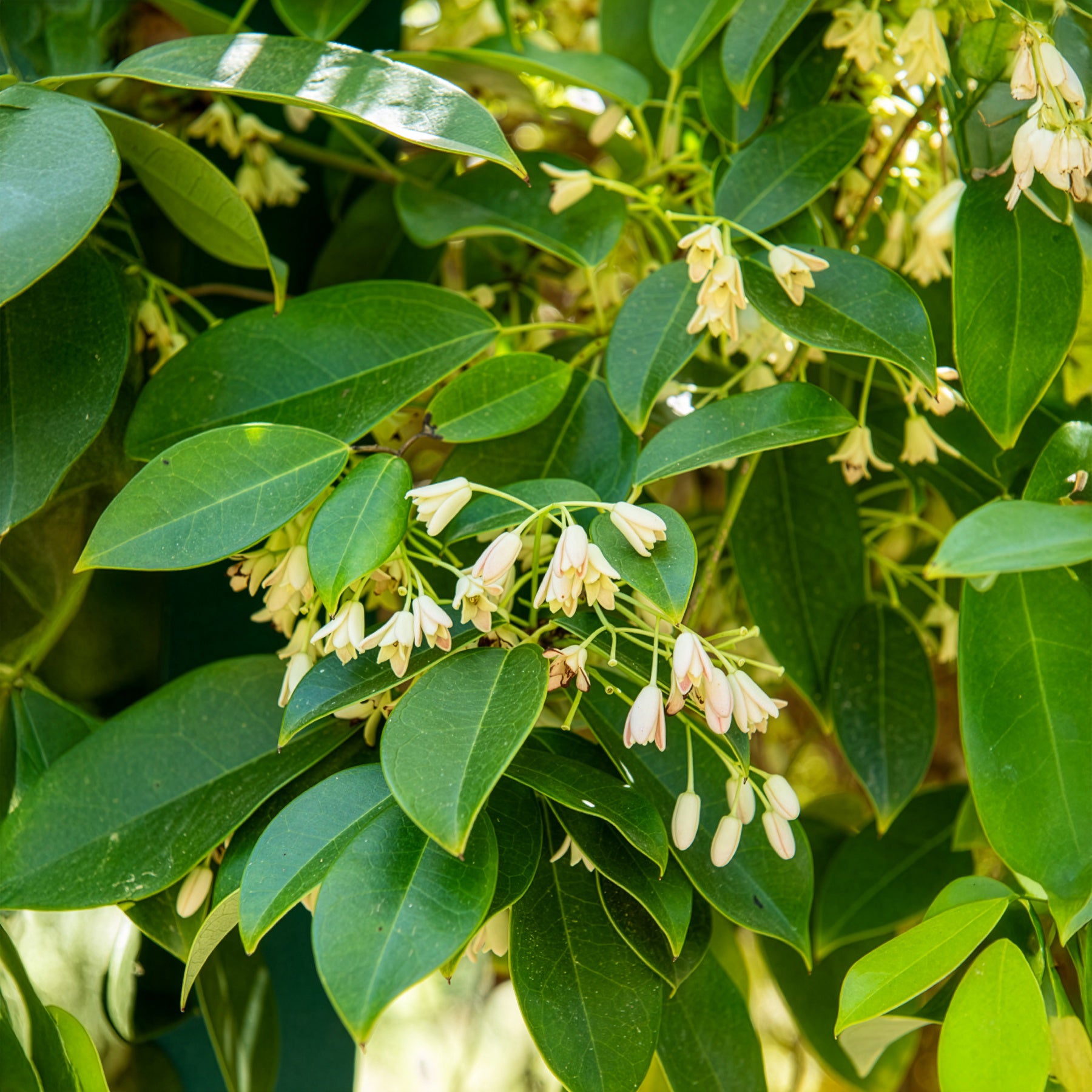 Vigne bleue de Chine - Holboellia coriacea - Willemse