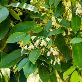 Vigne bleue de Chine - Holboellia coriacea - Willemse