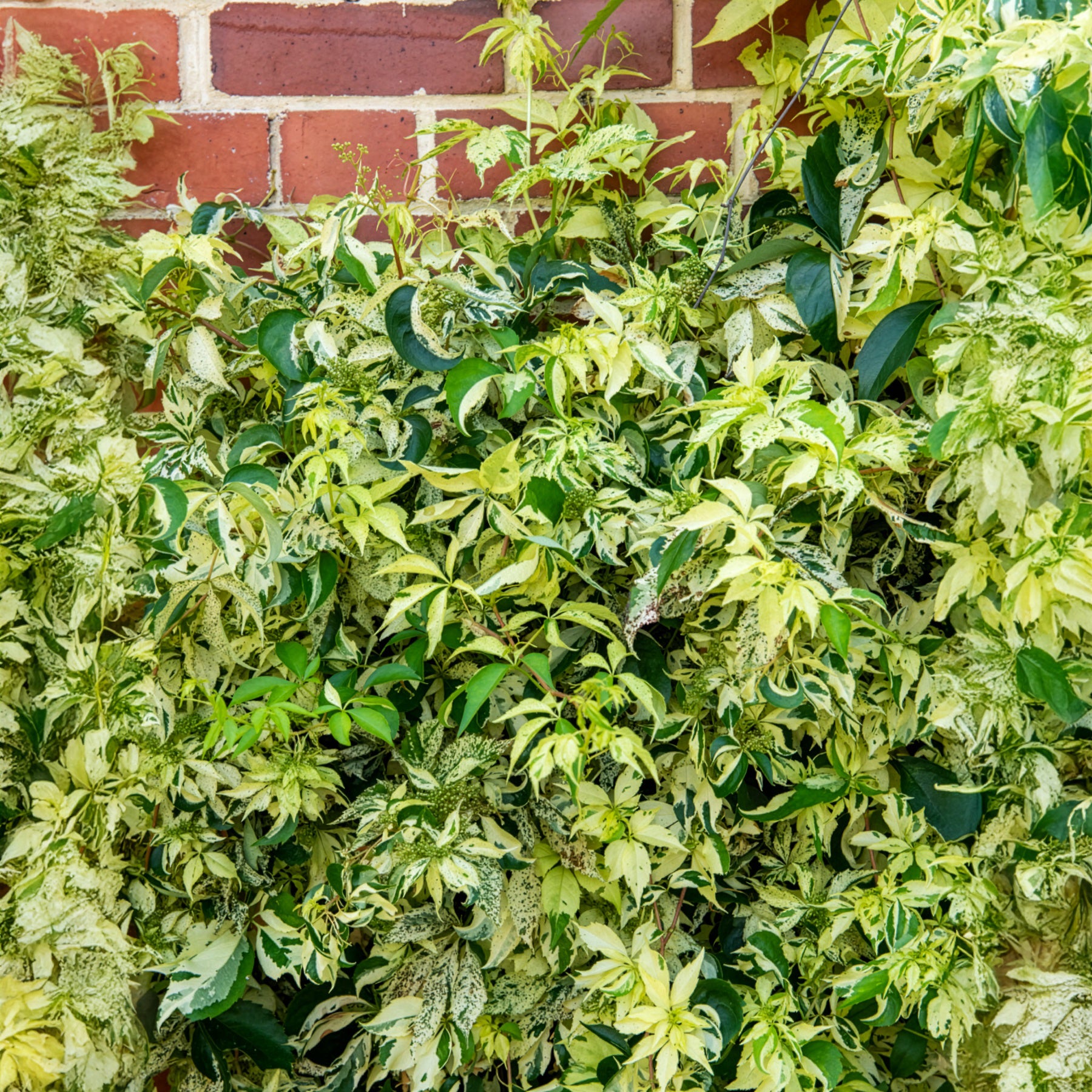 Vigne vierge Star shower® - Willemse