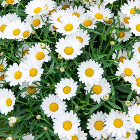 Argyranthemum frutescens - Marguerite des Canaries - Balcon et terrasse