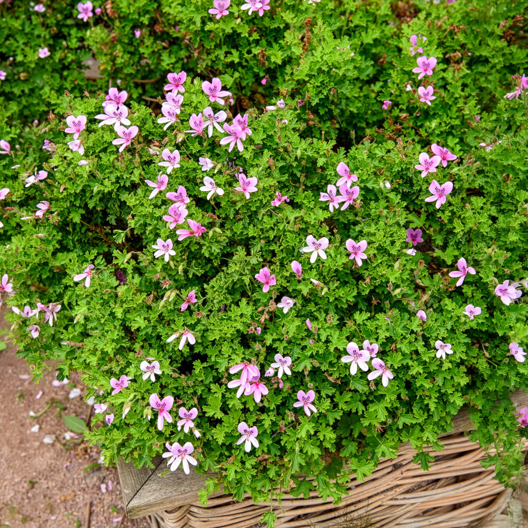 Géranium odorant - Willemse