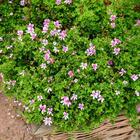 Géranium odorant - Willemse