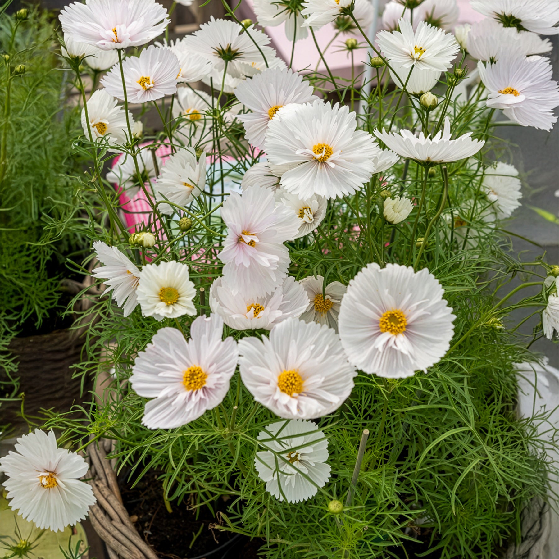 Cosmos bipinnatus Cupcakes White - Cosmos Cupcakes White - Graines de fleurs