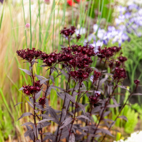 Oeillet de poète Sooty - Dianthus barbatus Sooty - Willemse