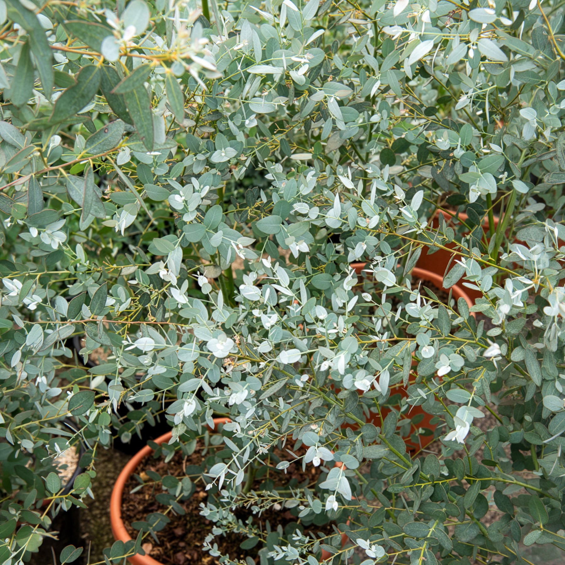 Eucalyptus Silverana - Willemse