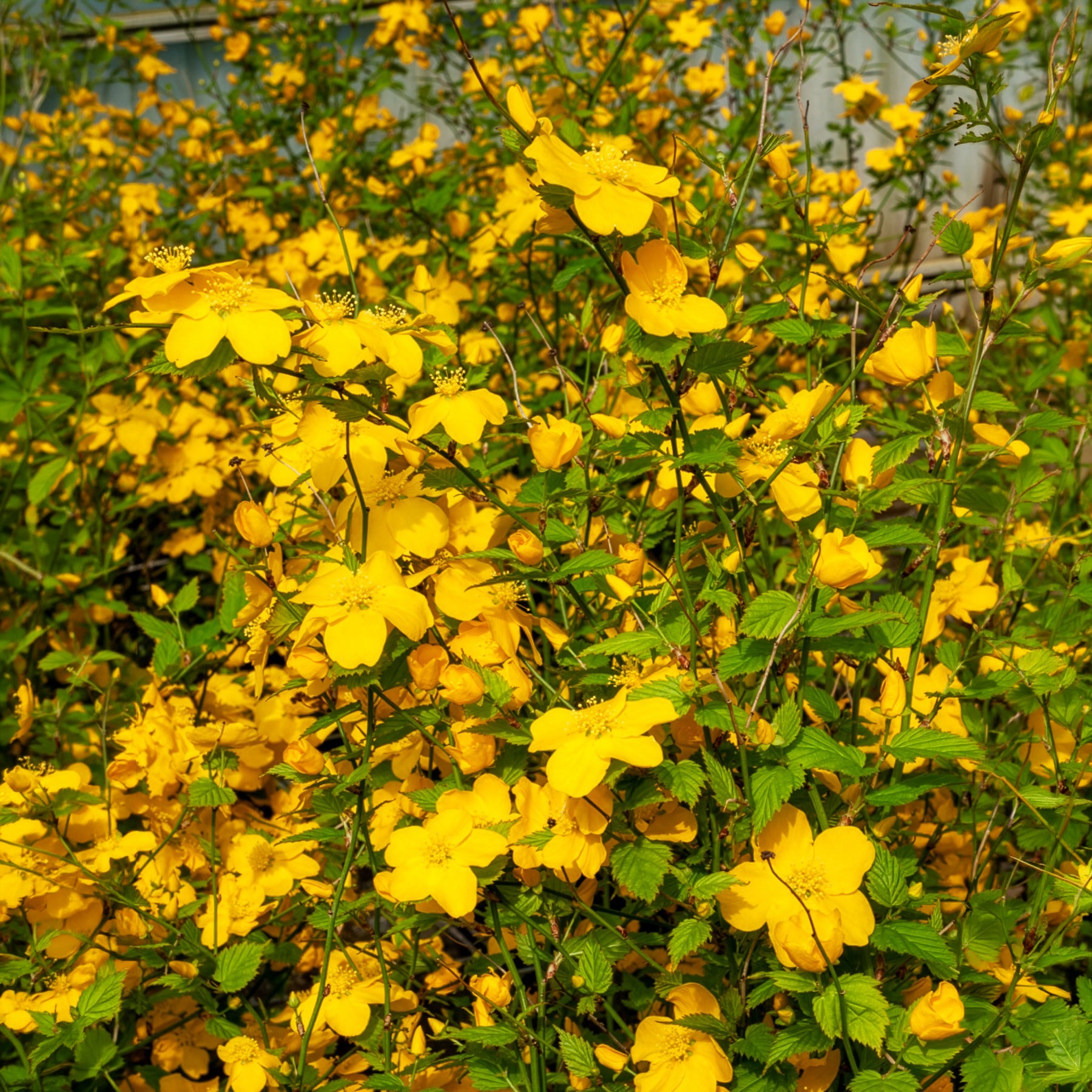 Vente Corête du Japon Golden Guinea - Kerria japonica Golden Guinea