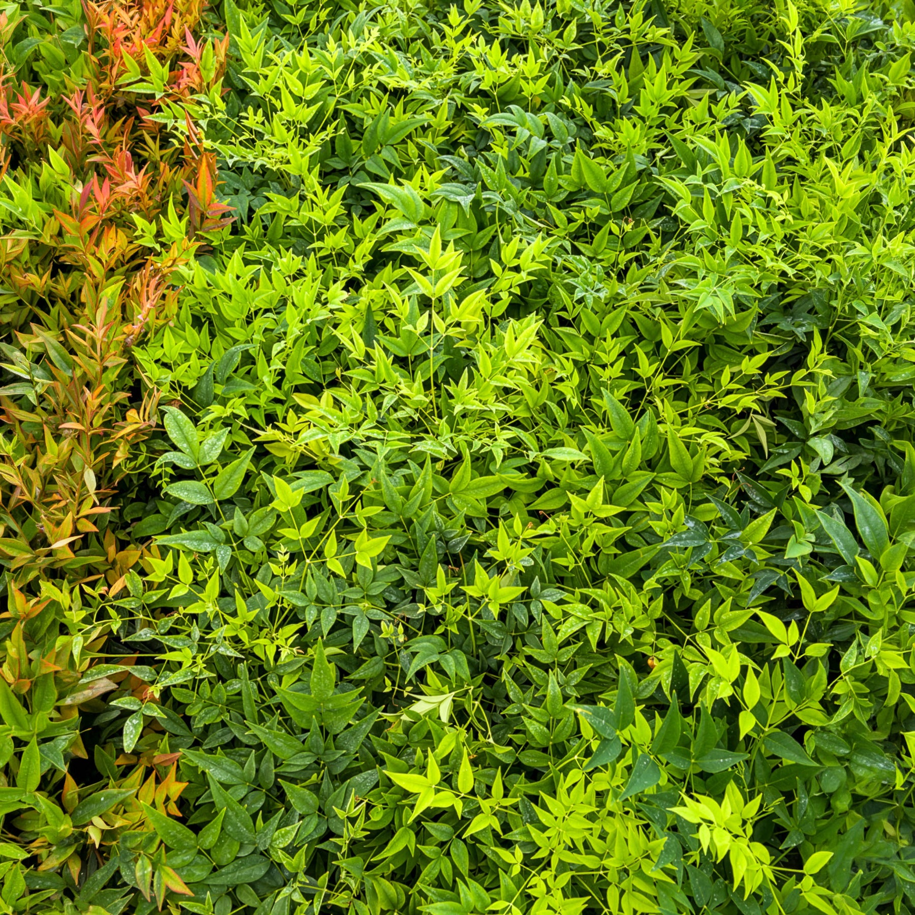 Aulne - Bambou sacré Magical Lemon Lime - Nandina domestica Magical Lemon Lime Tc