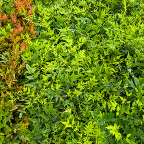 Aulne - Bambou sacré Magical Lemon Lime - Nandina domestica Magical Lemon Lime Tc