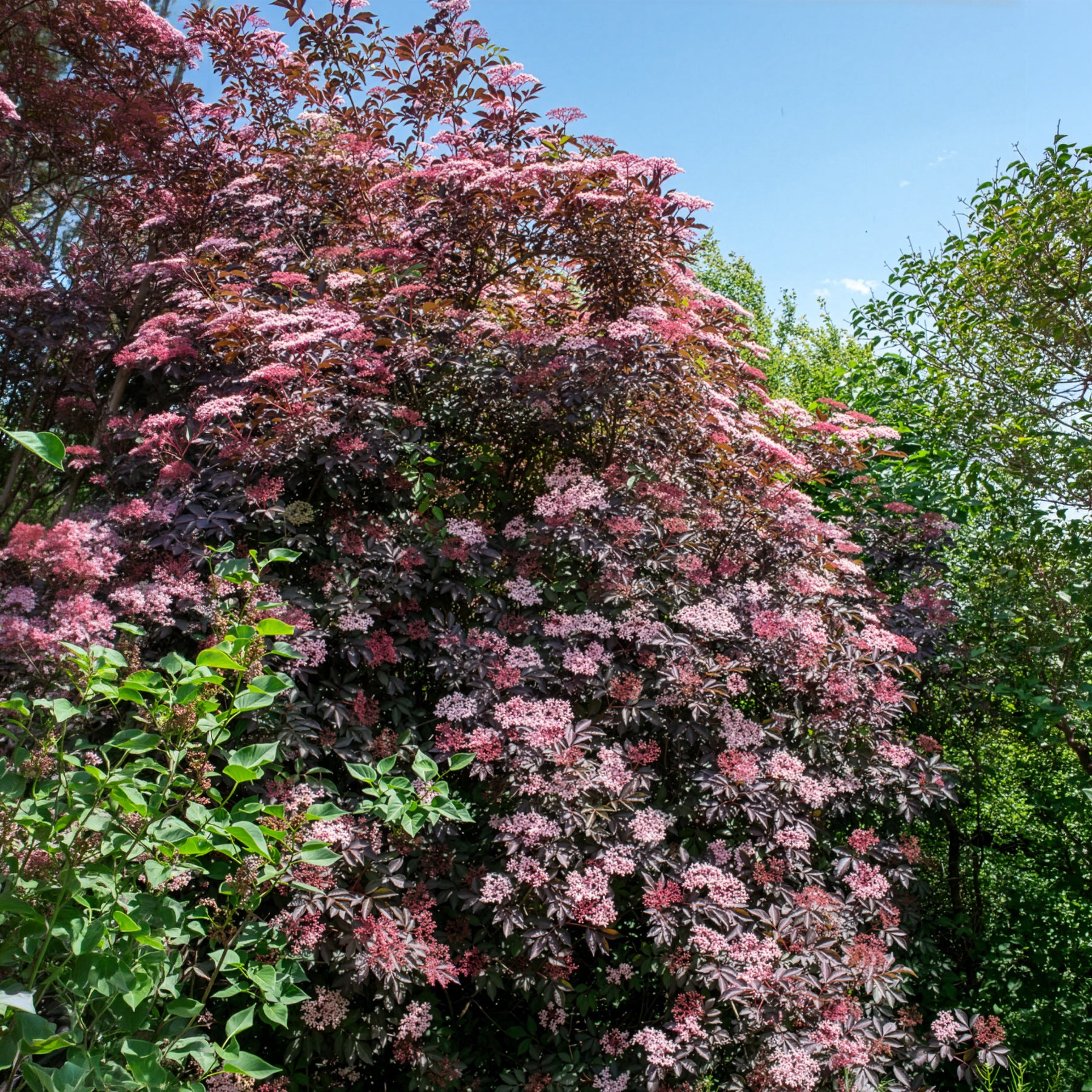 Sambucus nigra Black Beauty - Sureau noir Black Beauty - Sureau