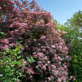 Sambucus nigra Black Beauty - Sureau noir Black Beauty - Sureau