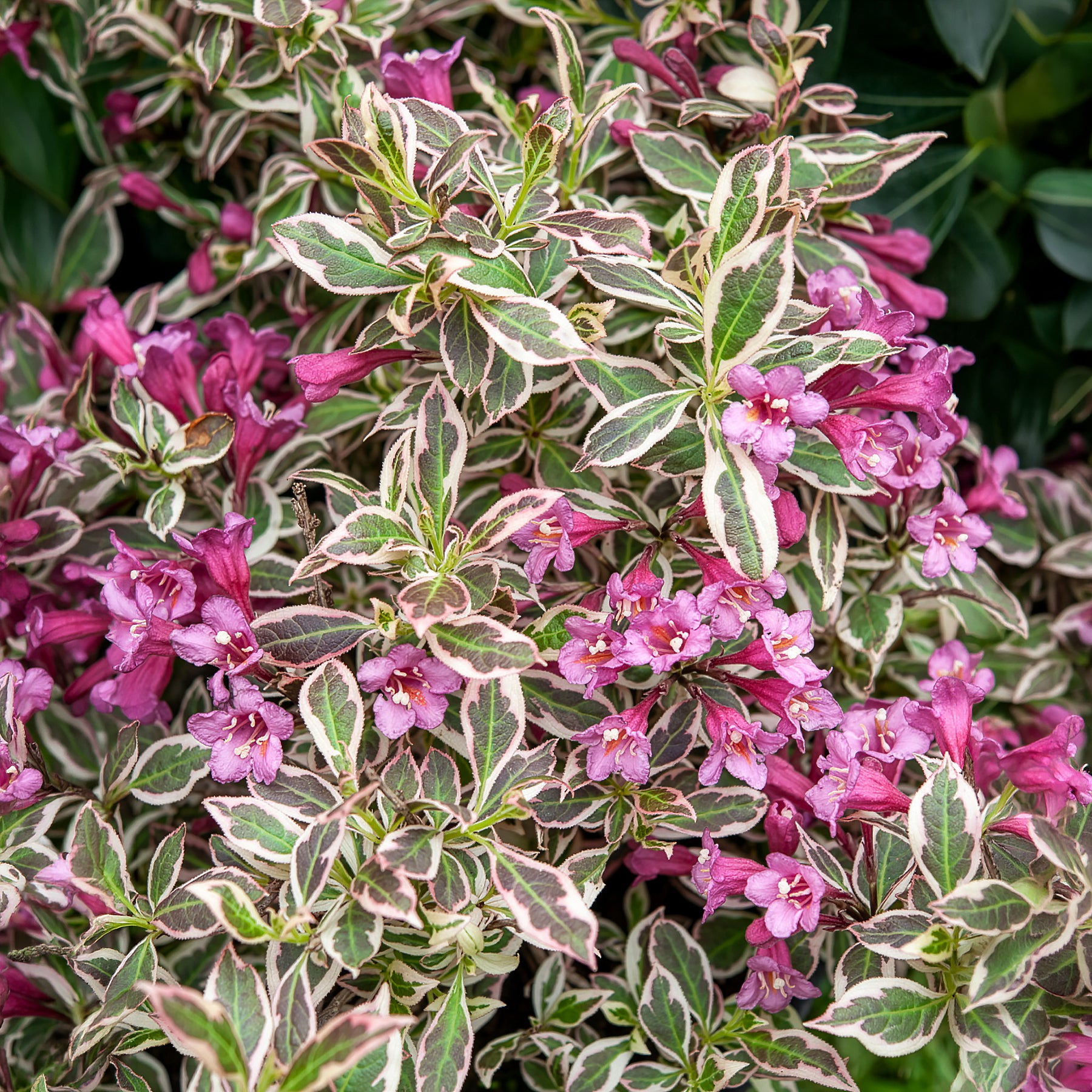 Weigélia Monet - Weigela florida Monet - Willemse