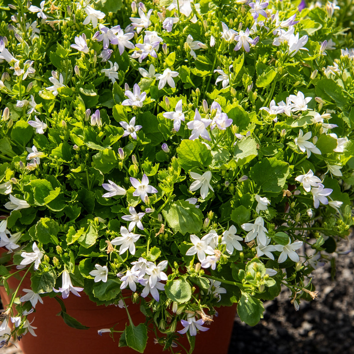 Campanule portens blanc - Campanula portenschlagiana - Willemse