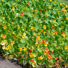 Capucine jaune - Tropaeolum majus - Willemse
