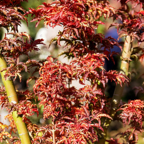 Erable du Japon - Érable du Japon Shishigashira - Acer palmatum Shishigashira