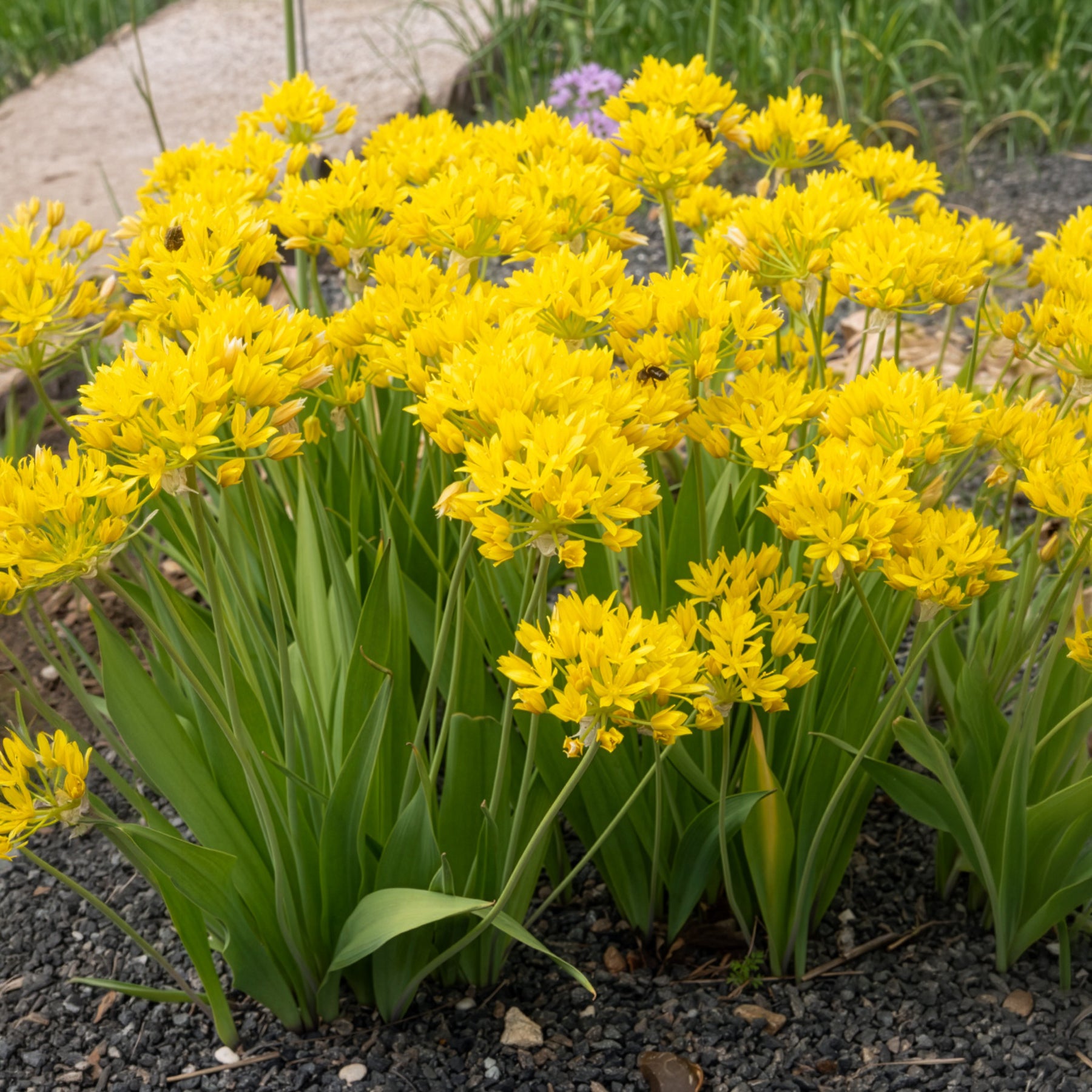 Allium doré -  - Willemse