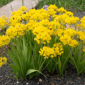 Allium doré -  - Willemse