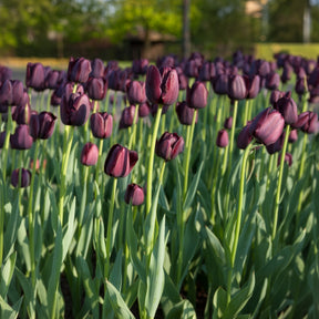 Tulipe Queen of Night -  - Willemse