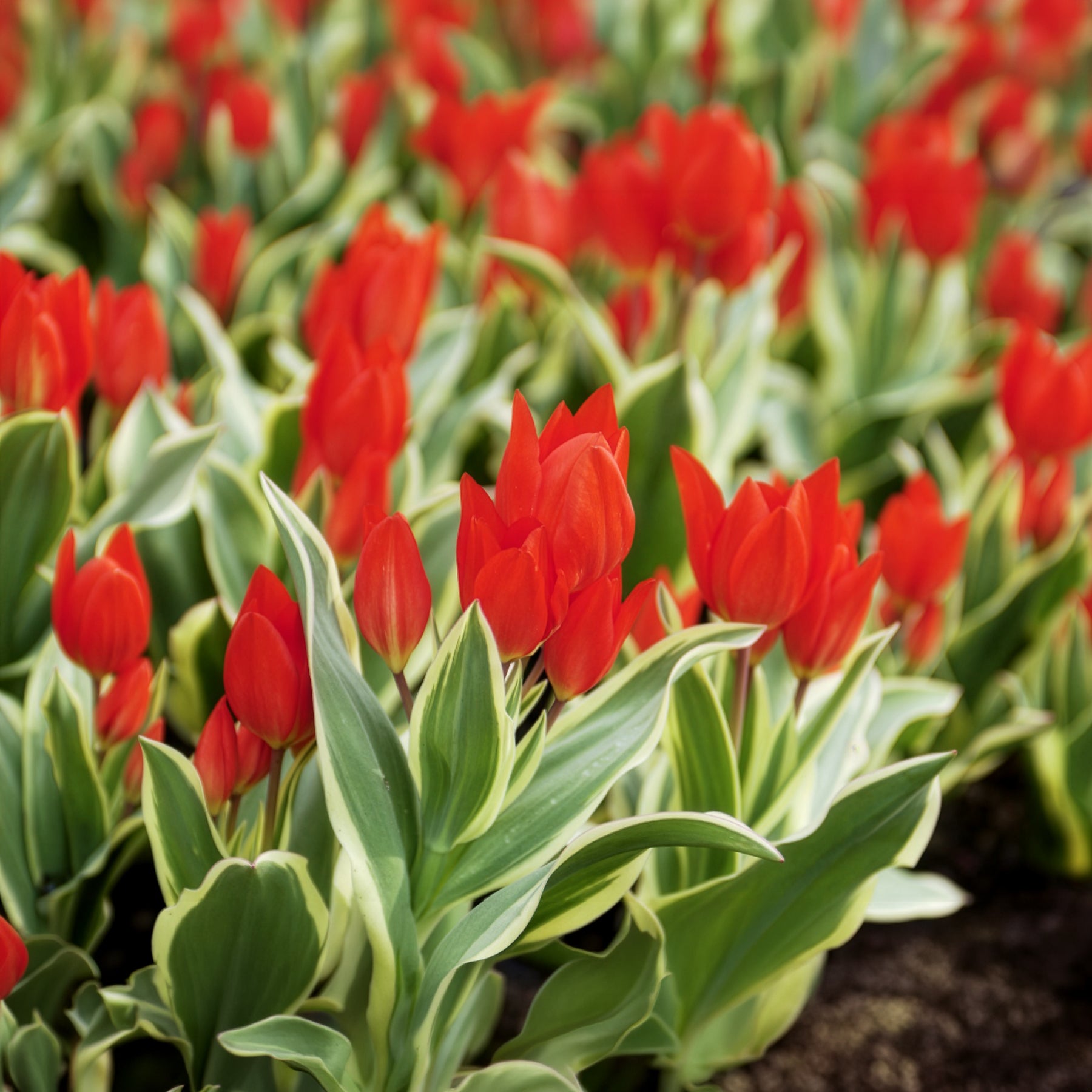 Tulipe Unicum - Willemse