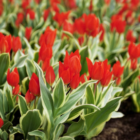 Tulipe Unicum - Willemse