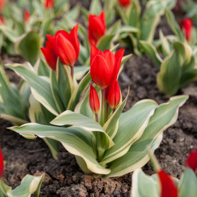  - Tulipe Unicum - 