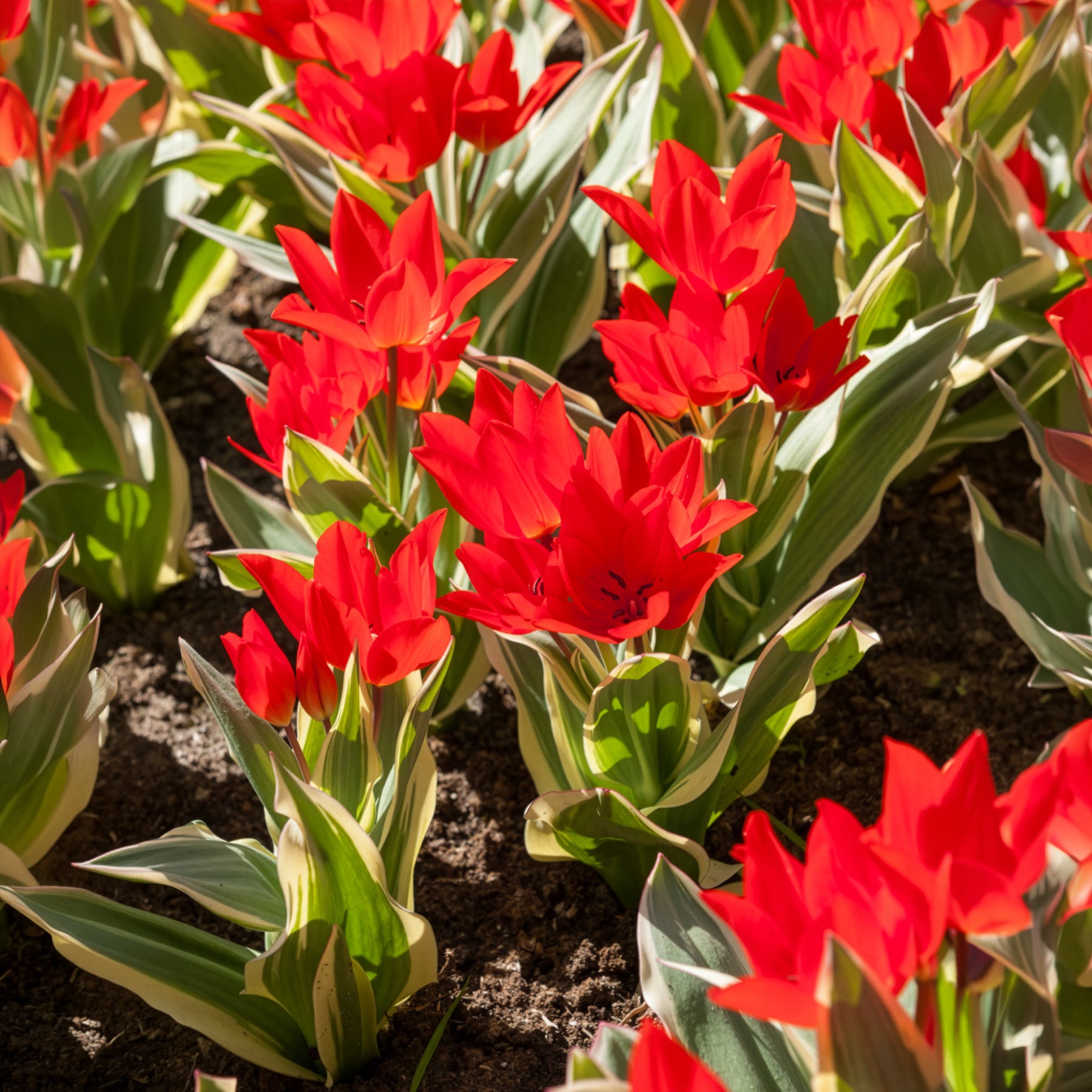 Tulipe Unicum -  - Willemse