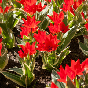 Tulipe Unicum -  - Willemse