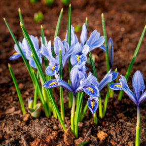Bulbes à floraison printanière - 50 bulbes  mellifères jaunes et mauves - 