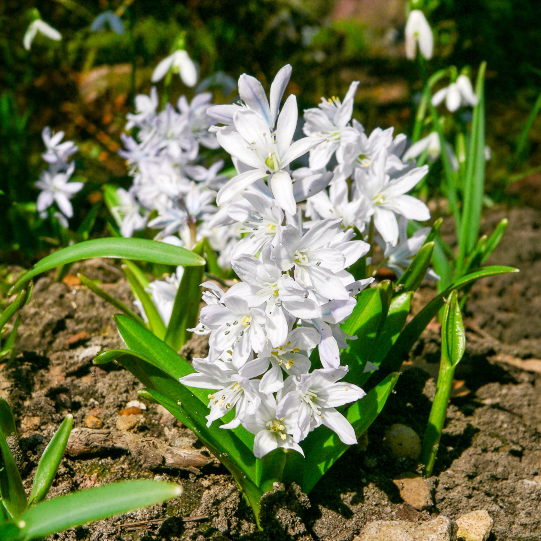  - Bulbes de printemps pour massif rouge et blanc  - Bulbes à floraison printanière