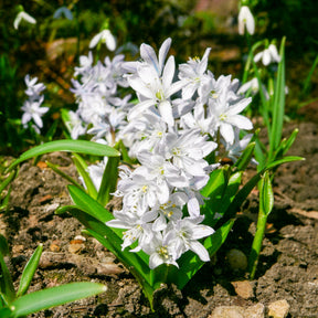  - Bulbes de printemps pour massif rouge et blanc  - Bulbes à floraison printanière