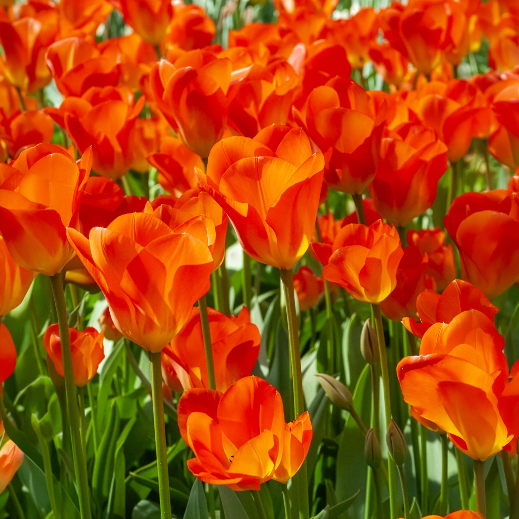  - Bulbes de printemps pour massif jaune et orange  - Bulbes à floraison printanière