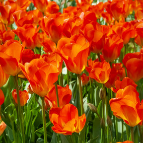  - Bulbes de printemps pour massif jaune et orange  - Bulbes à floraison printanière
