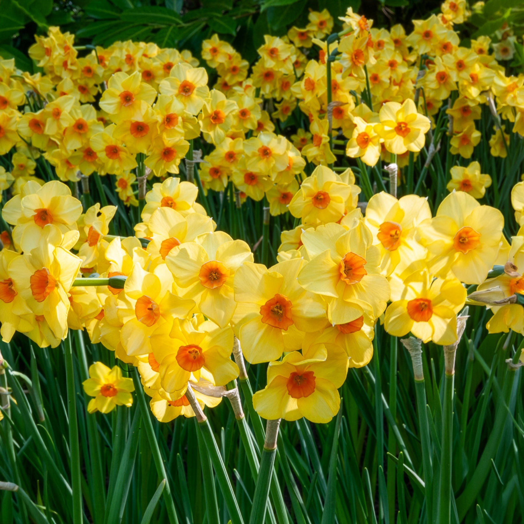 Bulbes de printemps pour massif jaune et orange  -  - Willemse