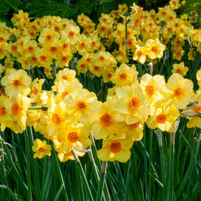 Bulbes de printemps pour massif jaune et orange  -  - Willemse