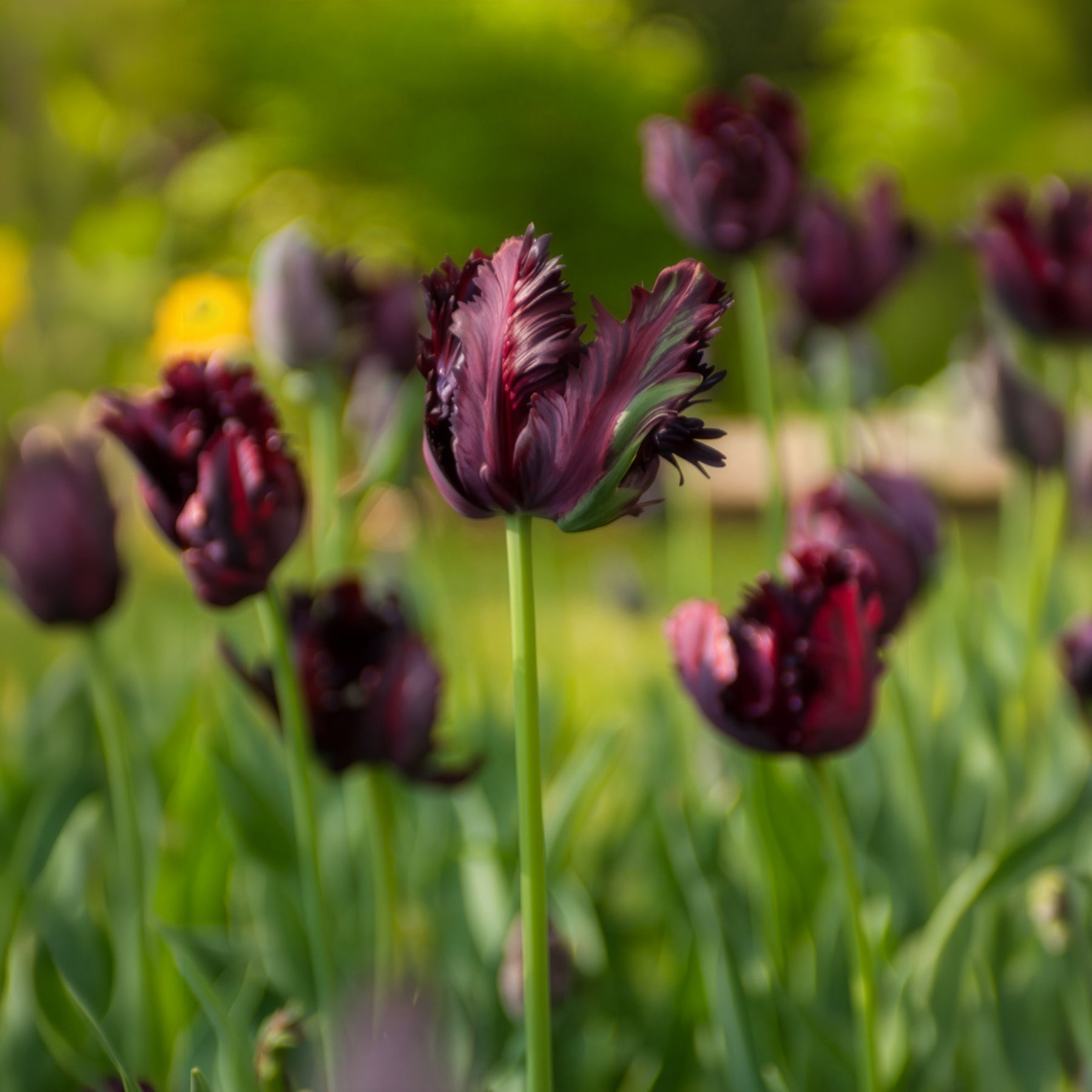 Tulipe Black Parrot - Willemse