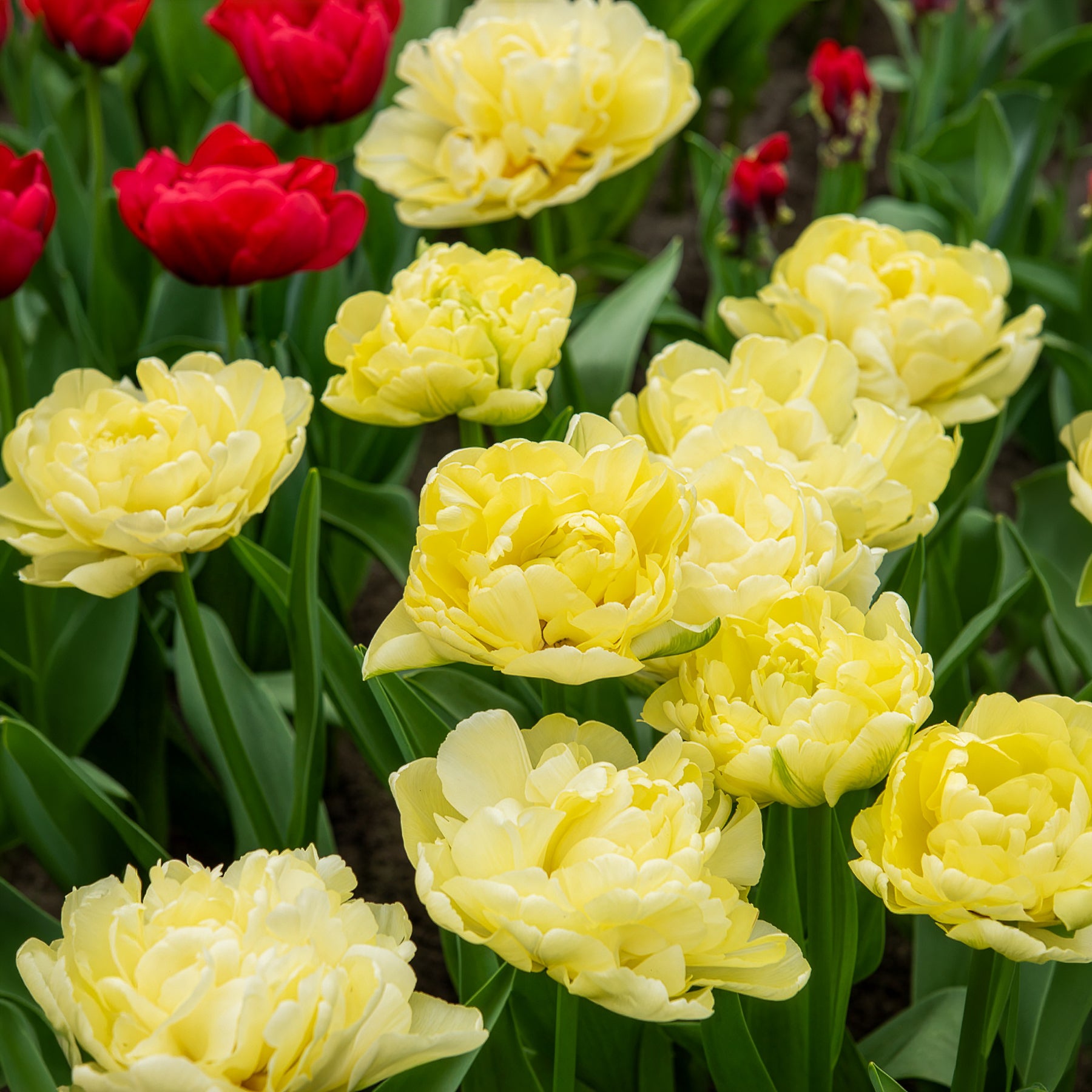  - Tulipe double hâtive Avant-garde  - 