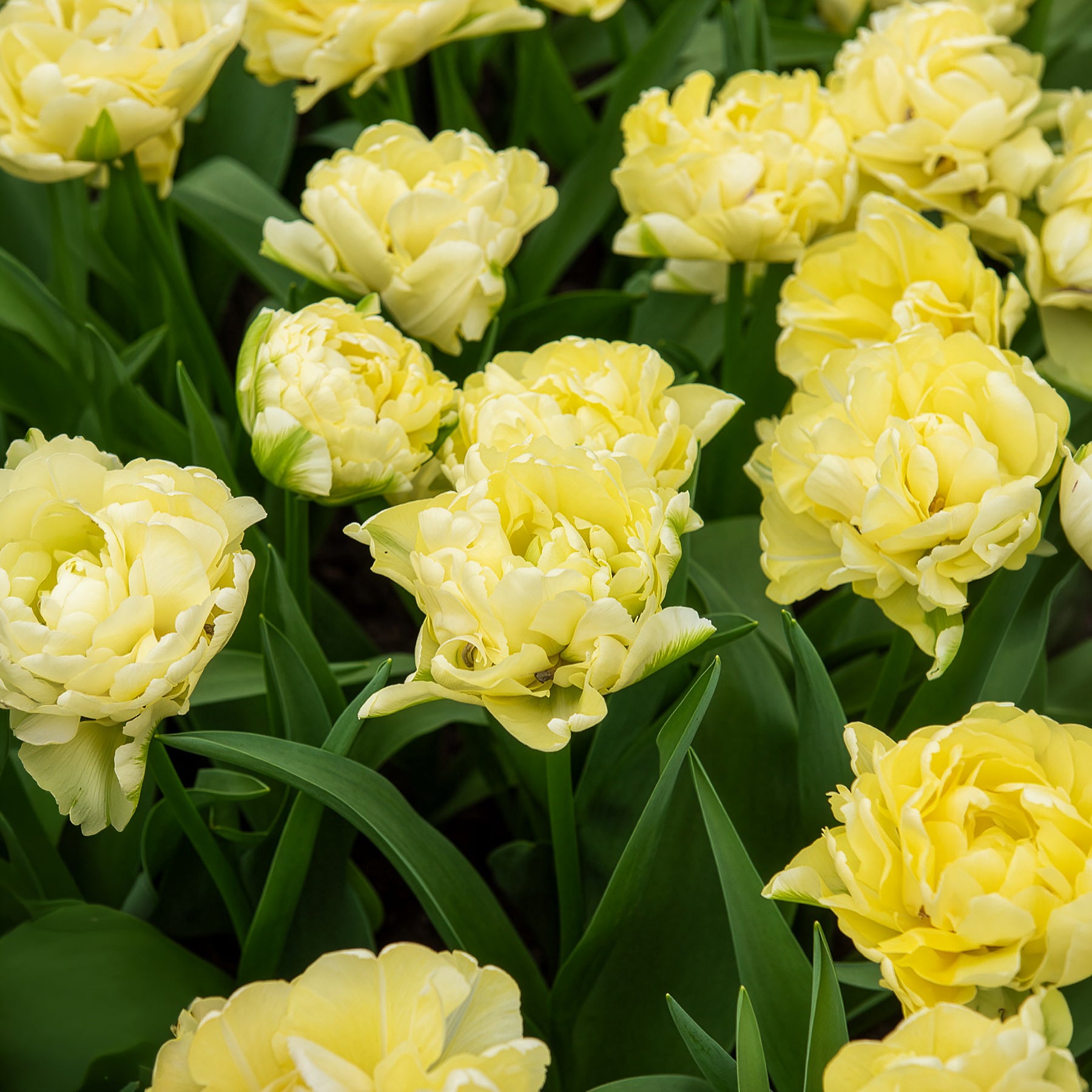  - Tulipe double hâtive Avant-garde  - 