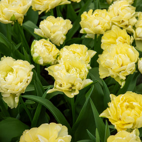  - Tulipe double hâtive Avant-garde  - 