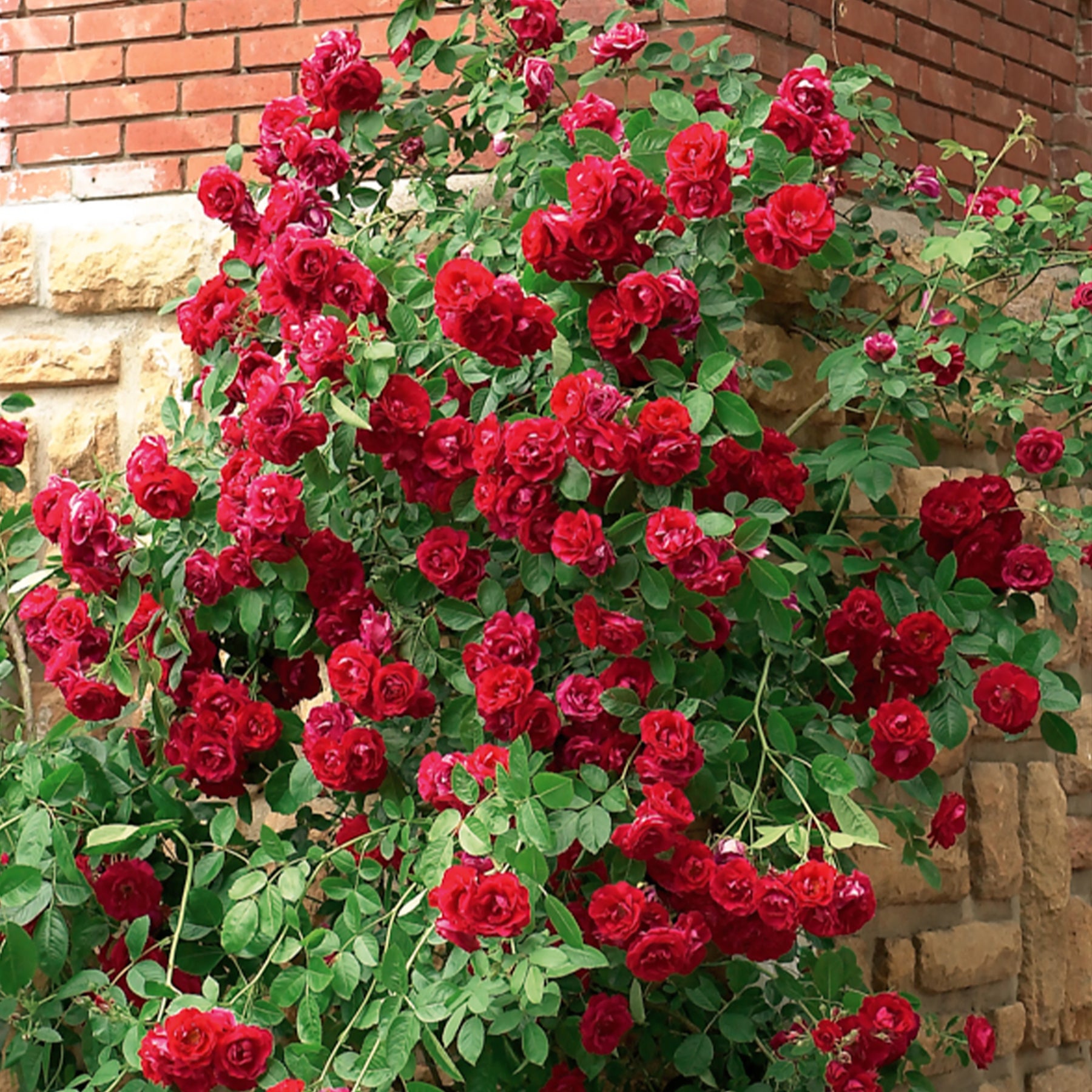 Rosa - Rosier grimpant rouge - Rosiers grimpants