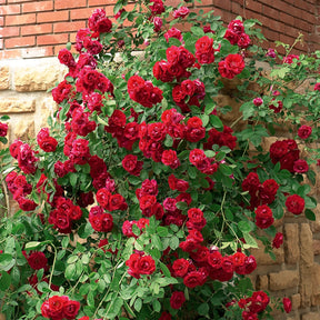 Rosa - Rosier grimpant rouge - Rosiers grimpants