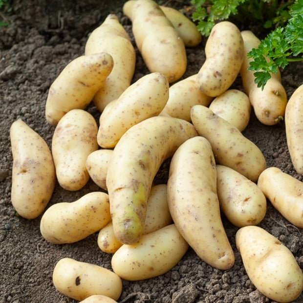25 Pommes de terre Ratte - Willemse