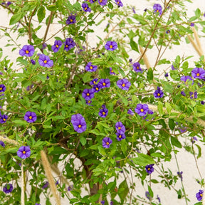 Arbre aux gentianes - Lycianthes rantonnetii - Willemse