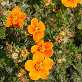 Potentille Hopley's Orange - Willemse
