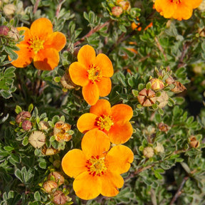 Potentille Hopley's Orange - Willemse