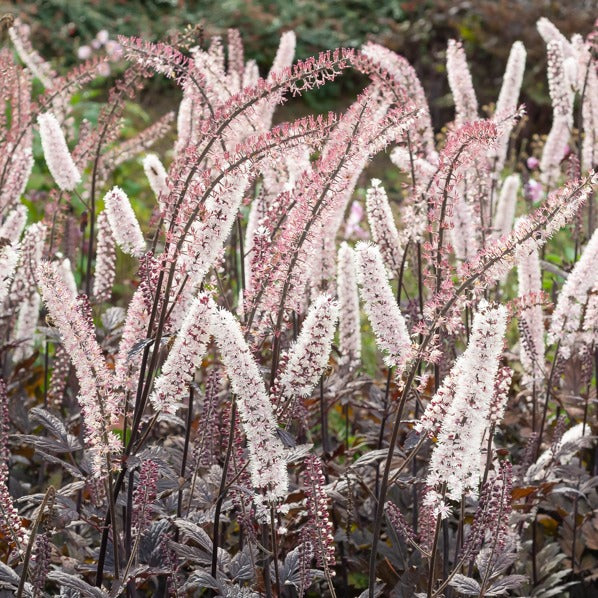 Cierge d'argent Pink Spike - Willemse