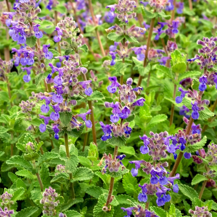 Nepeta mussinii - Nepeta mussinii - Nepeta